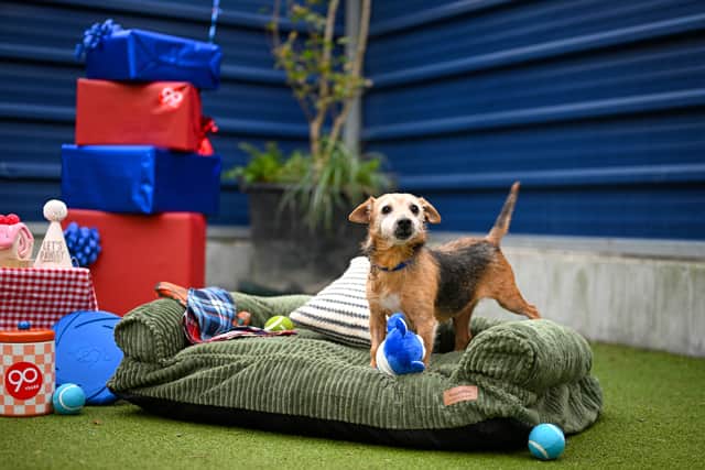 Mars celebrates 90 years in Pet Care with a Tail-Wagging Paw-ty for Batterseas oldest residents